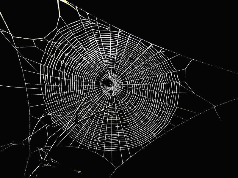 黑暗背景中的蜘蛛网