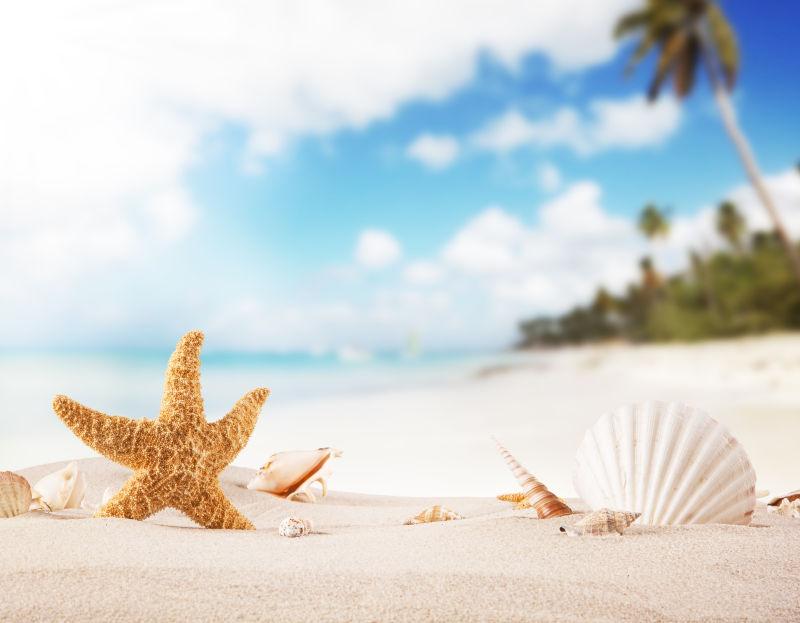 夏日沙滩上的海星与贝壳