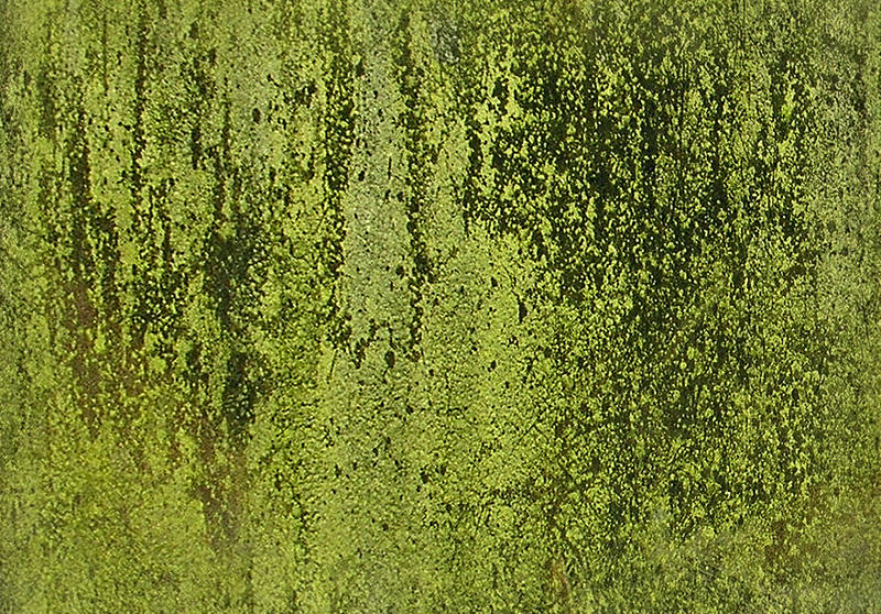 绿色苔藓纹理背景