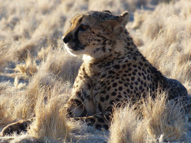 纳米比亚埃托沙国家公园的猎豹