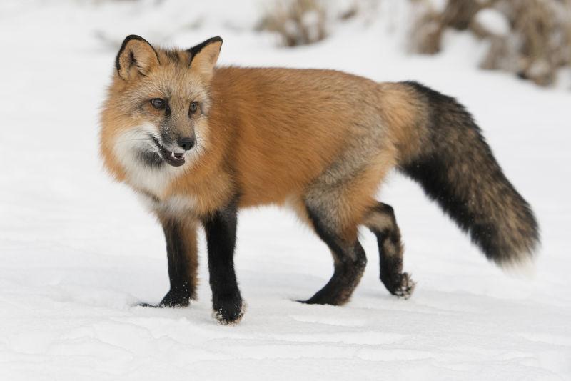 站在雪地里的狐狸