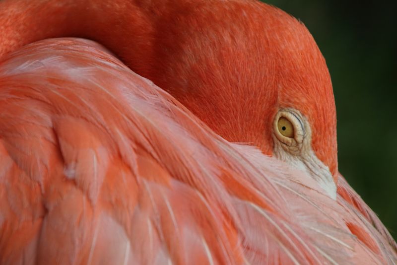 漂亮的粉色火烈鸟