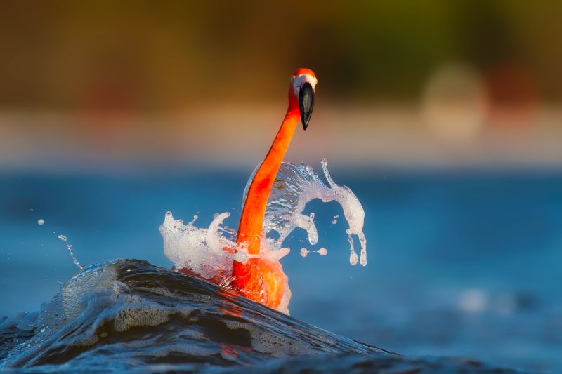 水中的火烈鸟