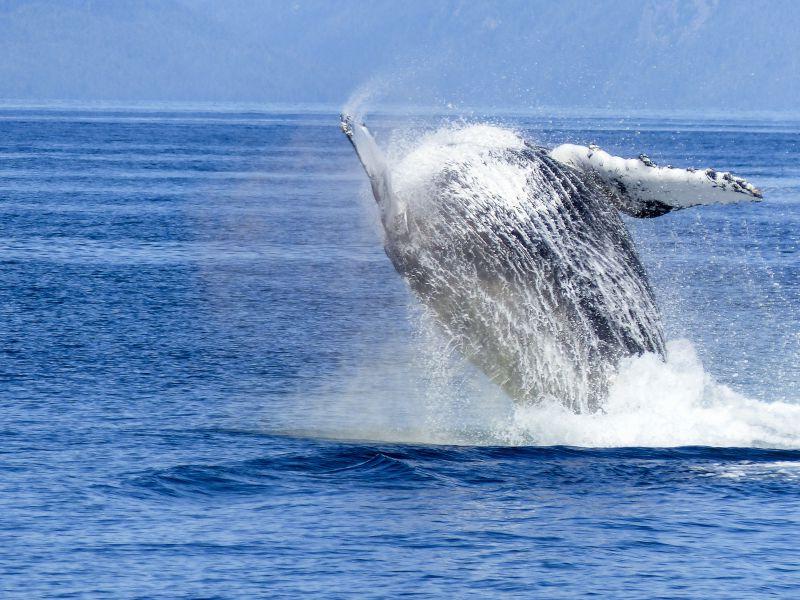 海中飞跃的鲸鱼