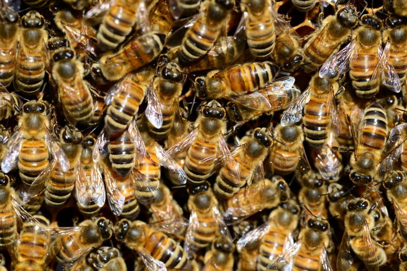 许多蜜蜂