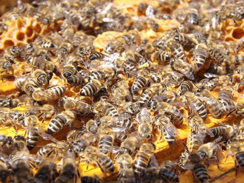 蜂巢上的蜜蜂群