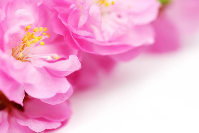 鲜粉色的花