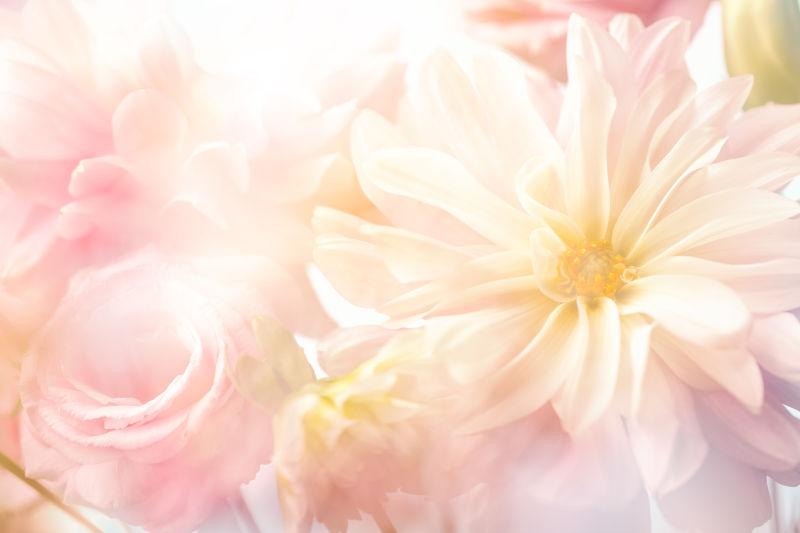 美丽的粉色牡丹花背景