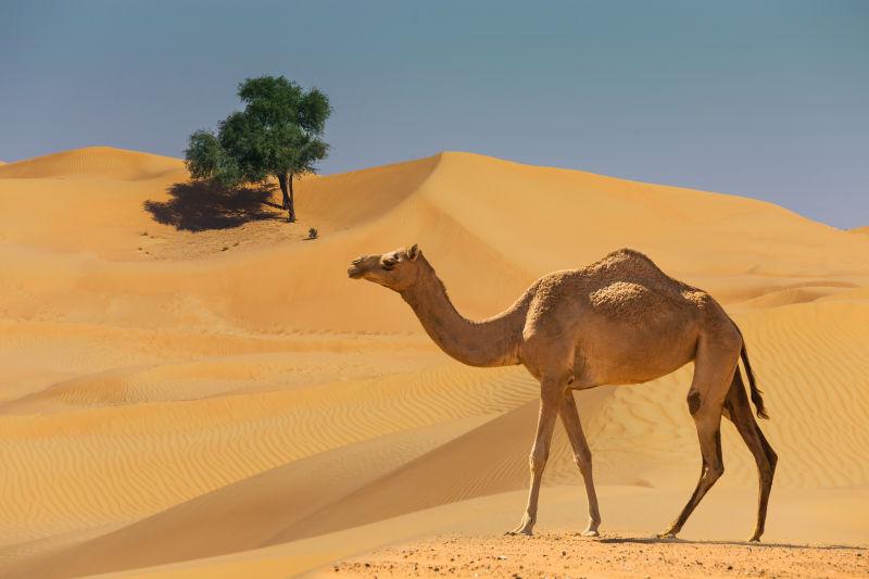 沙漠景观中的骆驼
