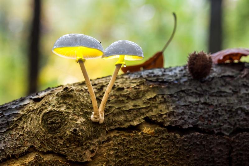 树上的瓷菌蘑菇