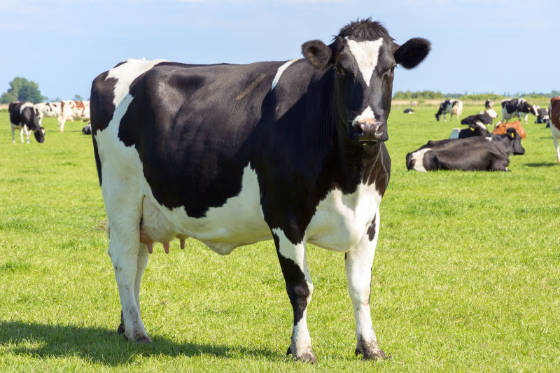 草坪上的黑白花奶牛