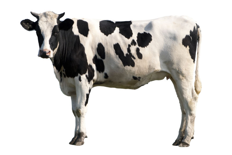 白色背景下的奶牛