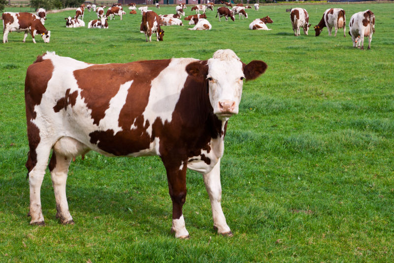青草地上的奶牛