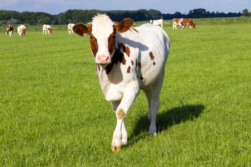 农田上的棕白色牛