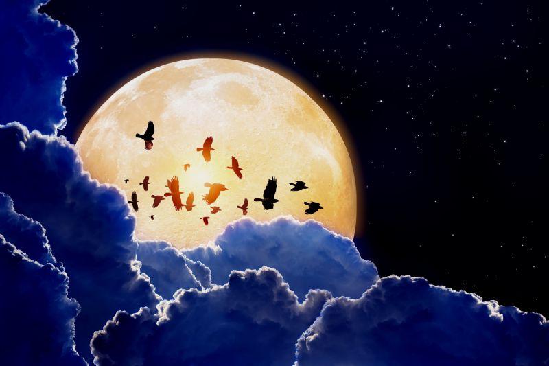 夜晚白色月亮前飞行着的黑色乌鸦群
