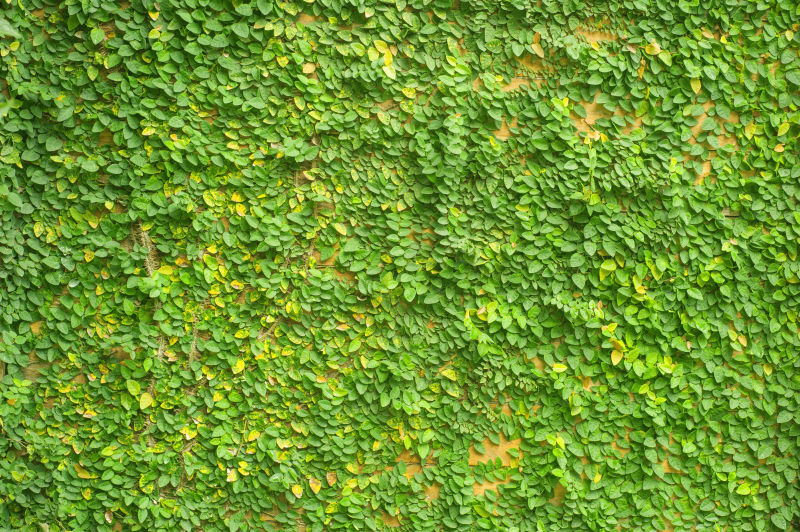布满绿色植物的墙壁背景