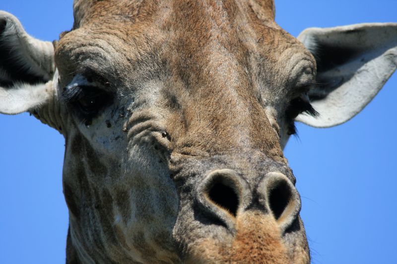 长颈鹿粗糙的鼻孔