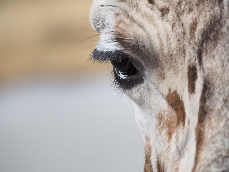 长颈鹿眼睛