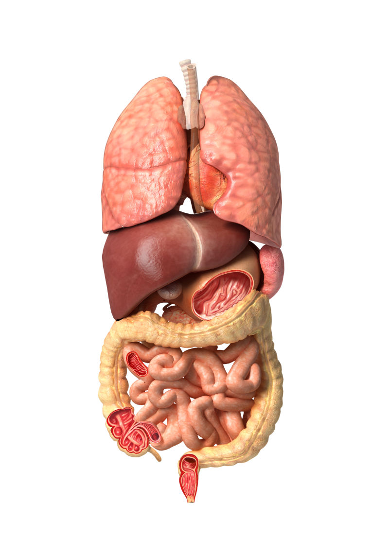 人体男性内脏器官解剖