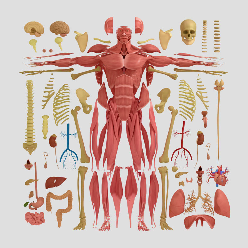 人体解剖学平面图