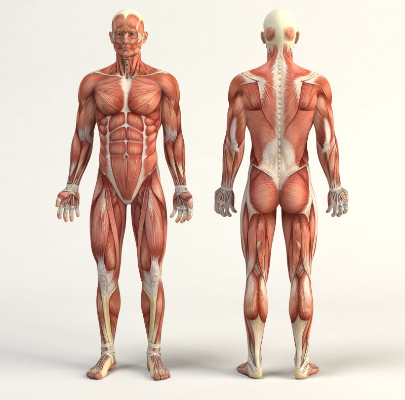 人体肌肉系统模型