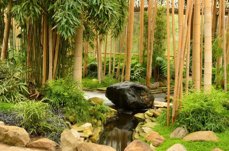 环境优雅的竹林