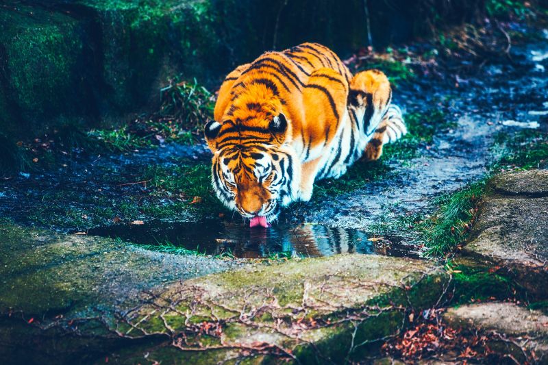 老虎卧在地上喝水