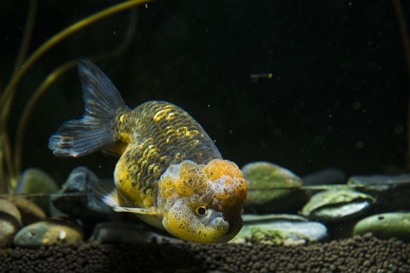 水族馆里的一只金鱼