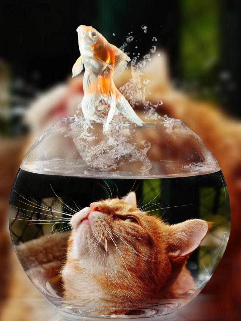 看着金鱼从鱼缸跳出来的小猫