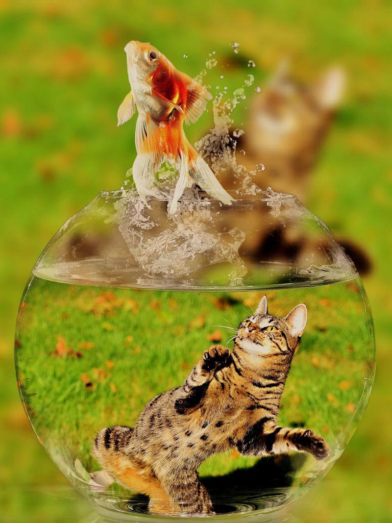 小猫在草地上捕捉鱼缸里的金鱼