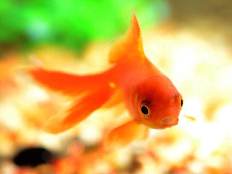 水里的美丽的红色金鱼