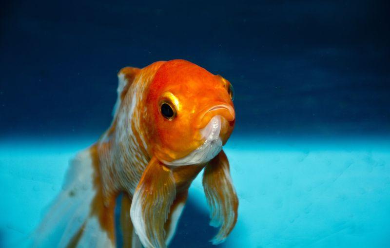 水下的一只金鱼