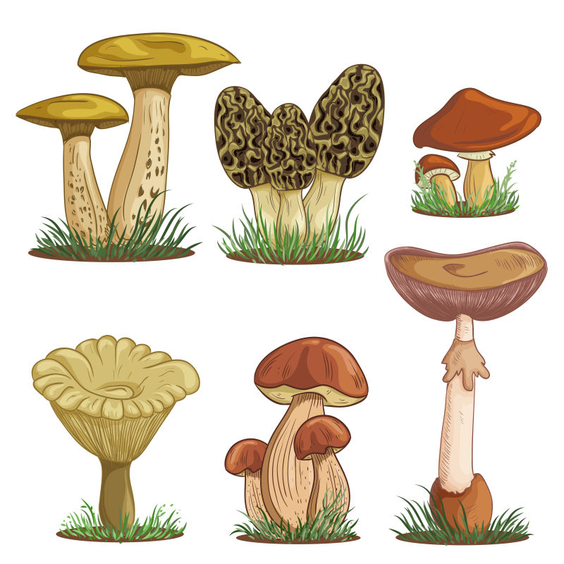 矢量的手绘风格蘑菇插图