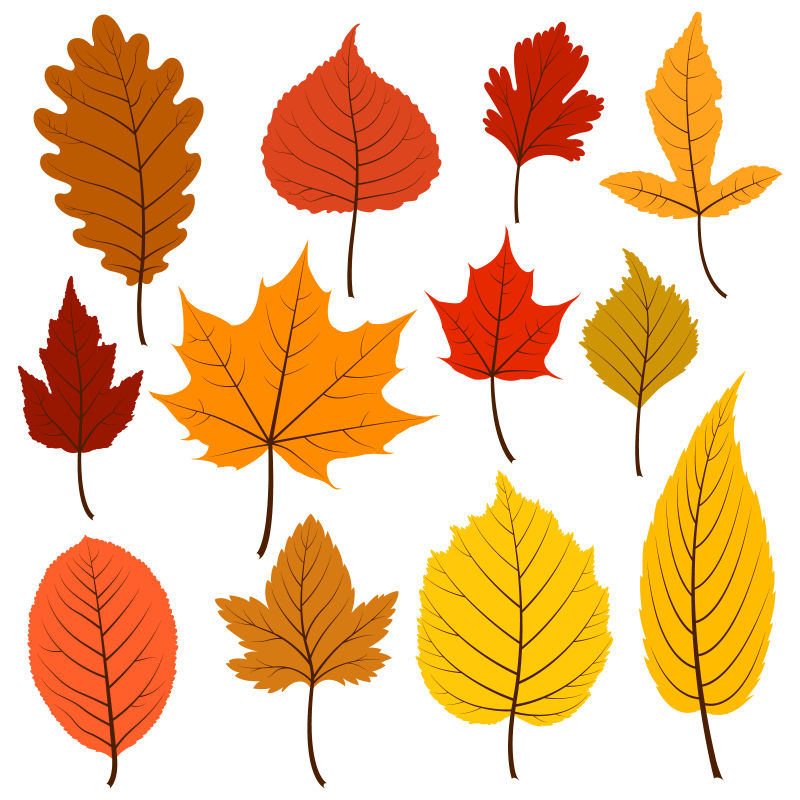 彩色的秋天树叶矢量插图