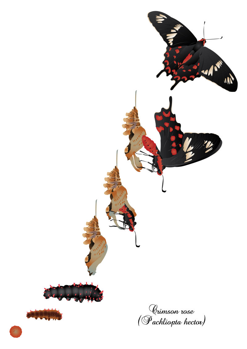 创意矢量蝴蝶的生长过程插图