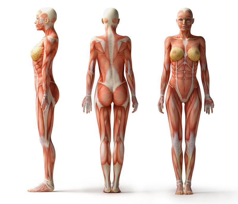女性肌肉组织与骨架