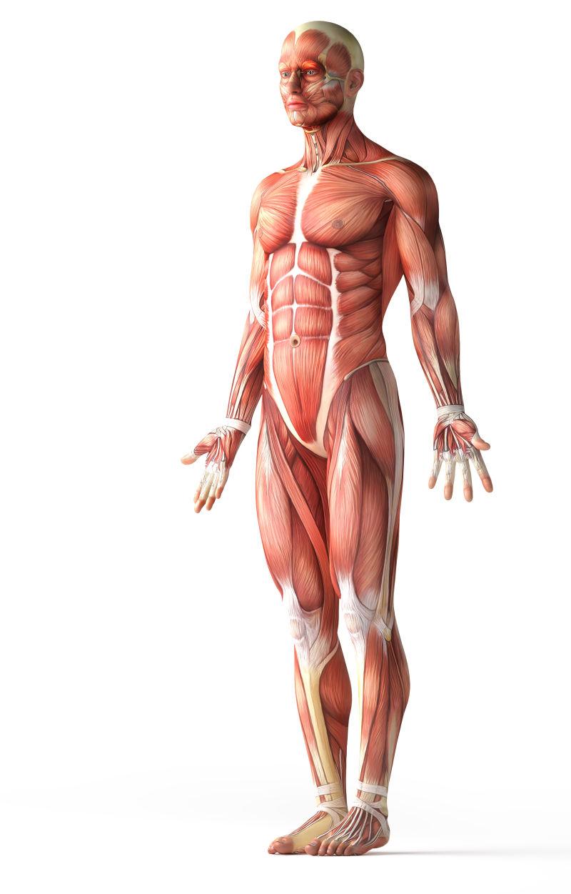 男性人体肌肉组织