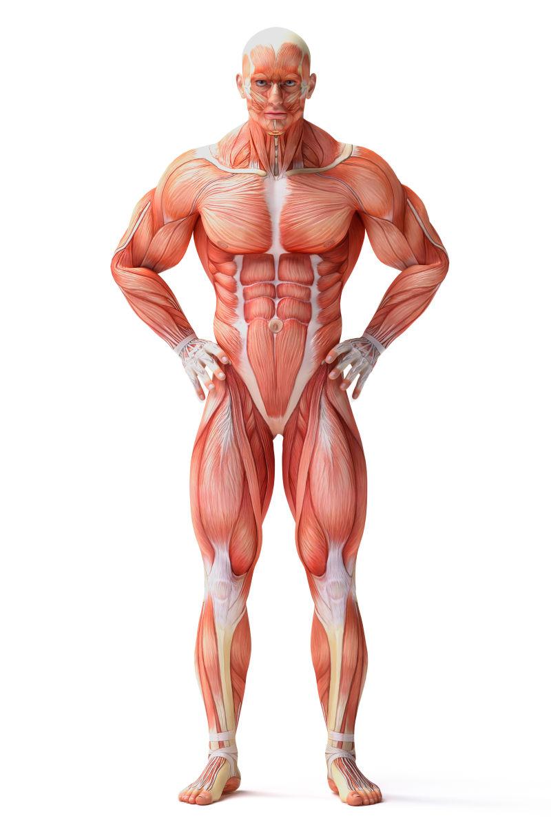 人体肌肉组织结构