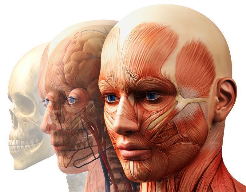 3D人头解剖学的头颅
