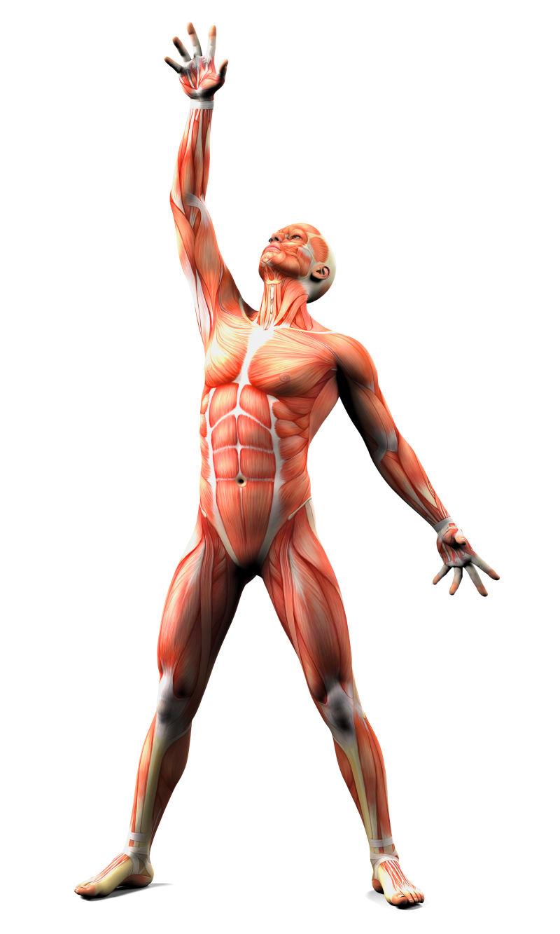白色背景上孤立的人肌肉解剖系统