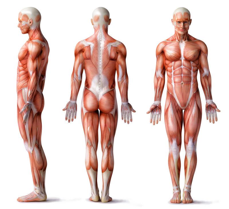 男性肌肉结构器官