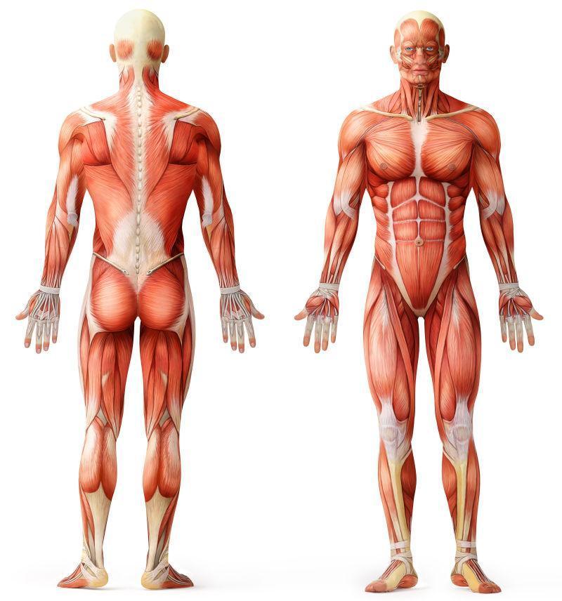 男性人体背部肌肉