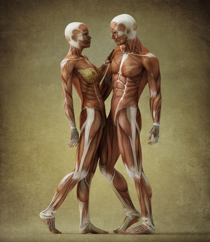 男性与女性肌肉