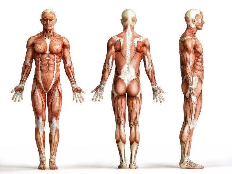 白色背景上的三个人体肌肉