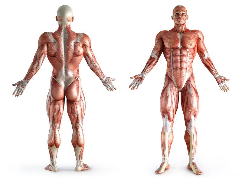 男性背部和正面的人体肌肉