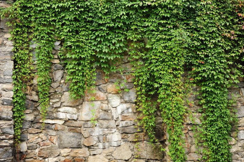 墙上覆盖着美丽的绿色常春藤