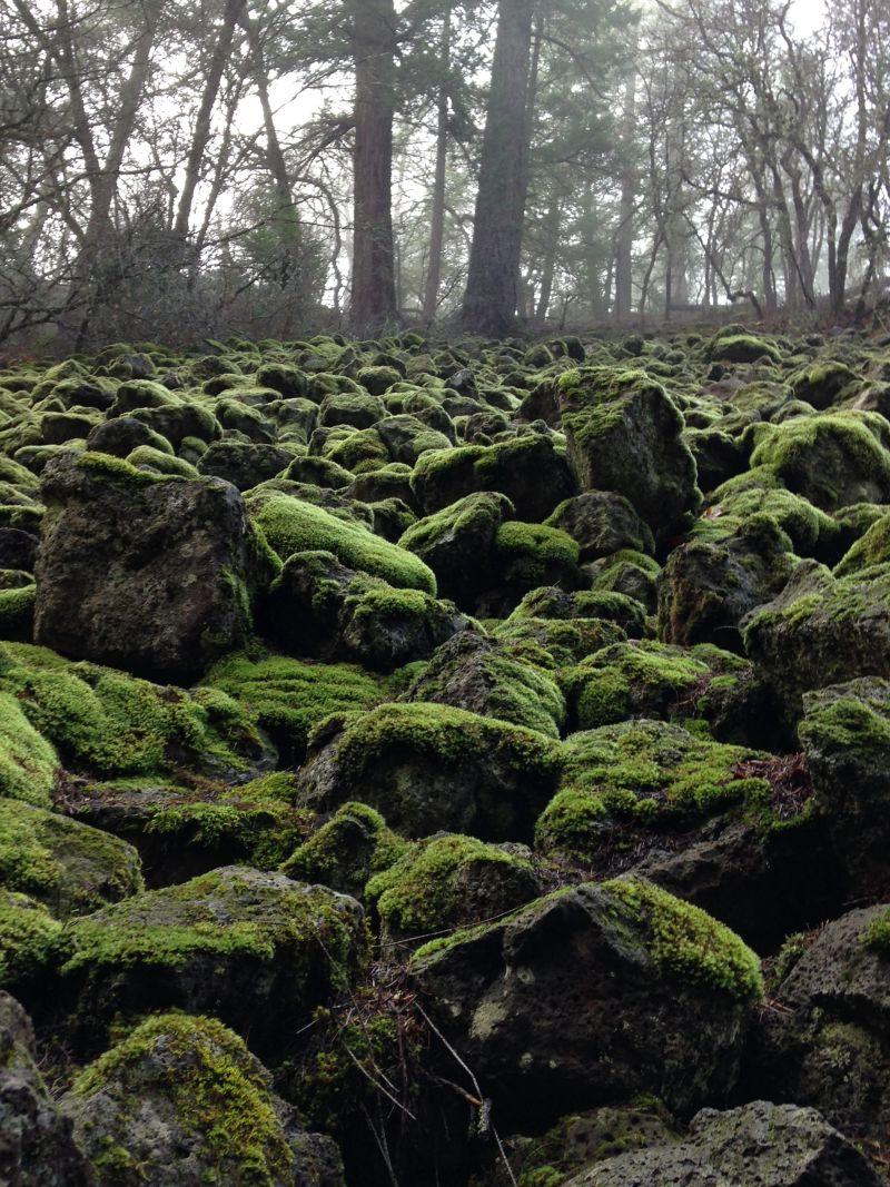 森林岩石上的苔藓