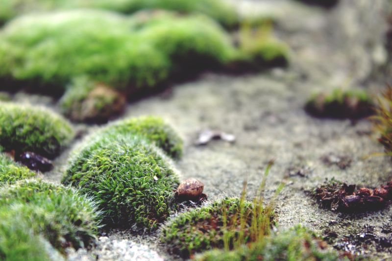 地面上冒出的苔藓