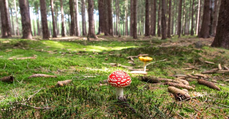 森林地面上的苔藓与蘑菇
