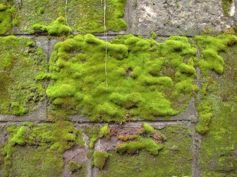 墙壁上的苔藓